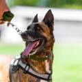 K-9 Security Services: How Trained Dogs Enhance Patrol Efficiency
